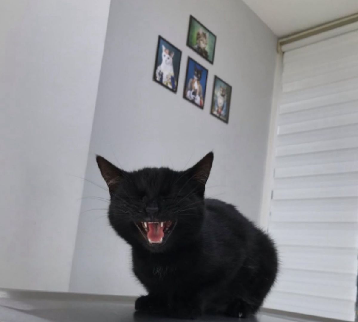 Kedimiz klinikte kontrol sırasında