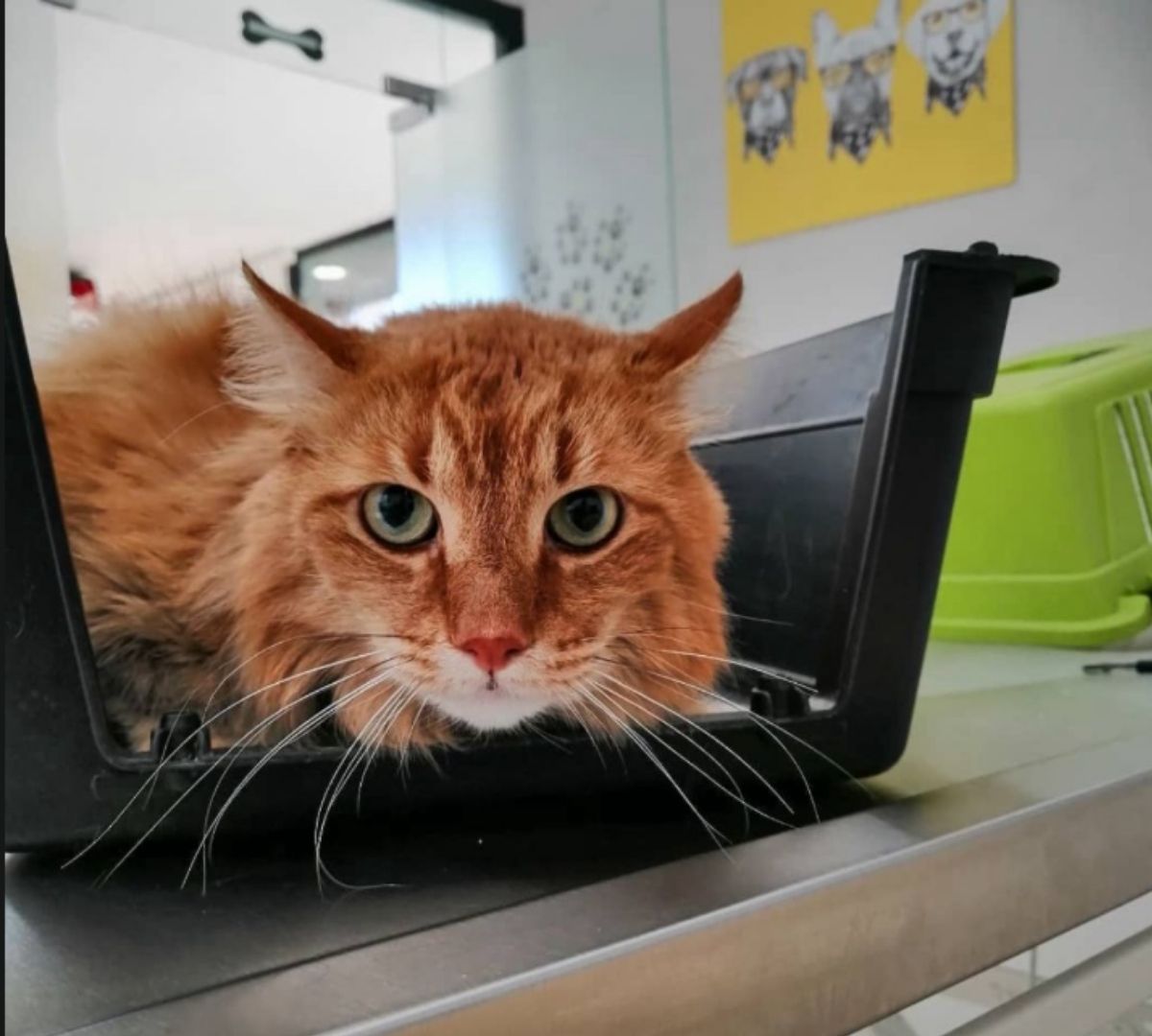 Sağlıklı bir dostumuz bekleme salonunda