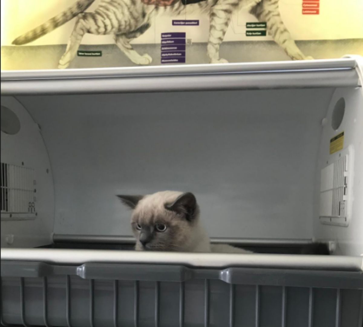 Veteriner kontrolünde küçük dostumuz