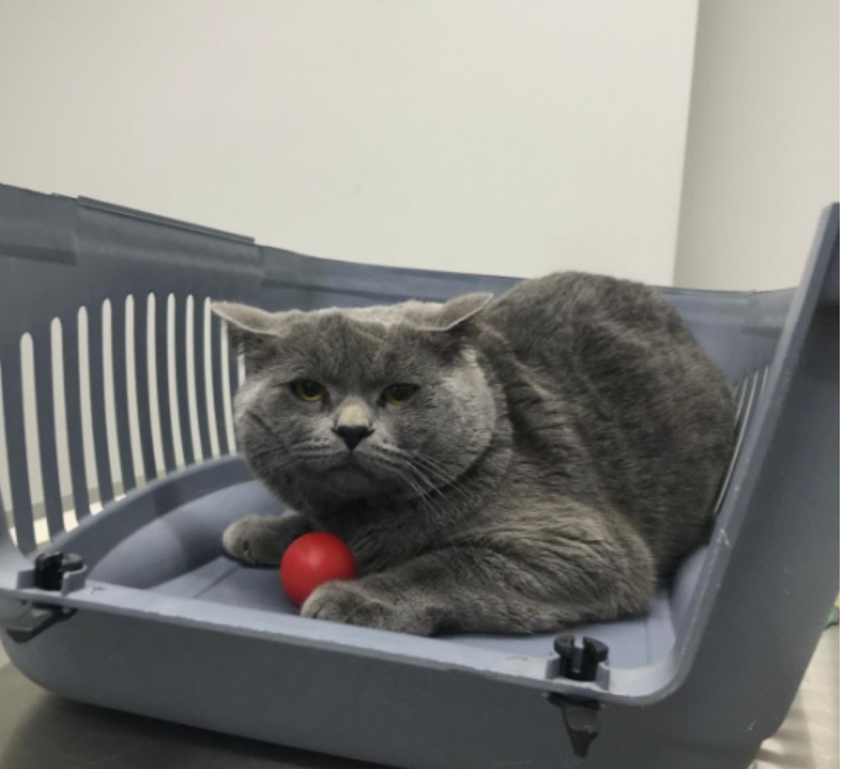 Aşı sonrası mutlu bir kedi