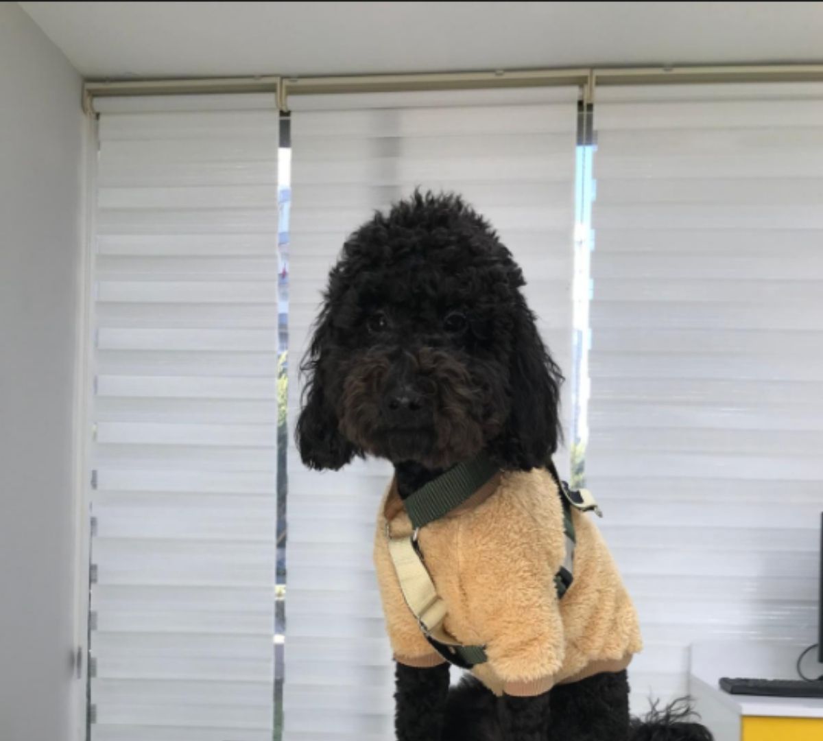 Kontrol için gelen köpeğimiz