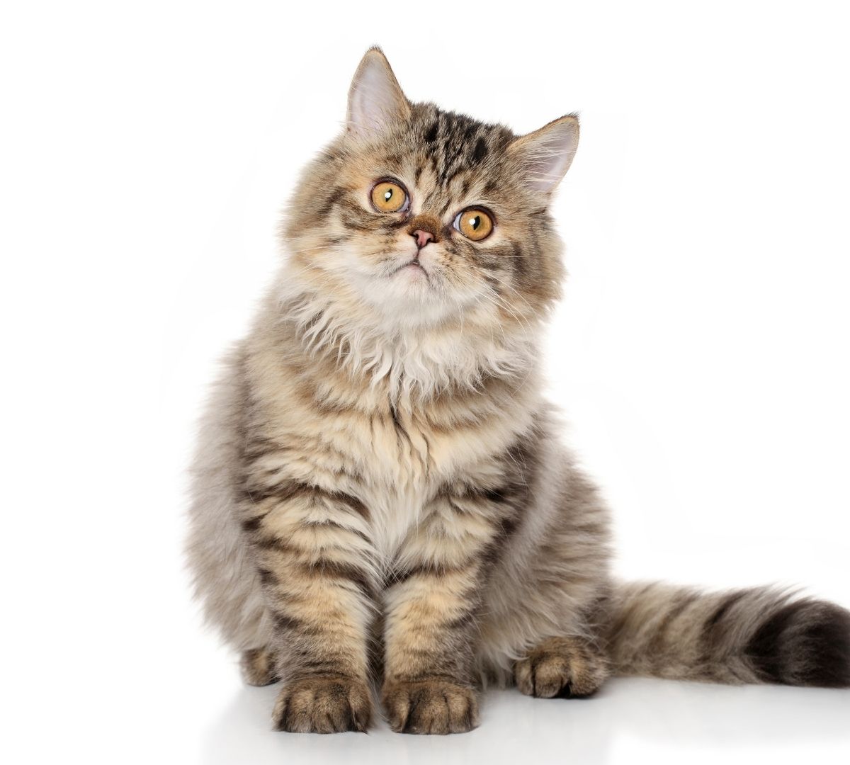 Veteriner muayene odasında sevecen bir bakım anı